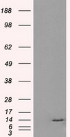 ID3 Antibody