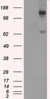 L1CAM Antibody