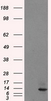 ID3 Antibody