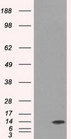 ID3 Antibody