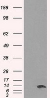 ID3 Antibody