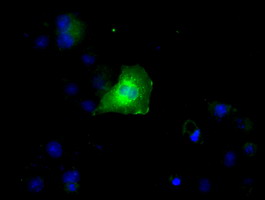 IBRDC2 Antibody