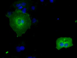 IBRDC2 Antibody