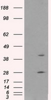 GLUL Antibody