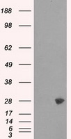 PSMA7 Antibody