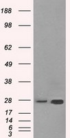 ERAB Antibody