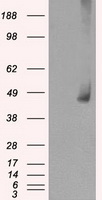 MEK1 Antibody