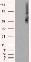 GBP2 Antibody