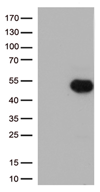 FCGR2A Antibody