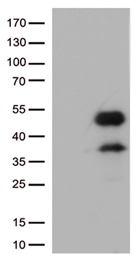 FCGR2A Antibody