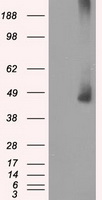 MAP2K1 Antibody