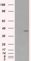 Protein Kinase A regulatory subunit I alpha Antibody