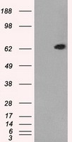 GBP2 Antibody
