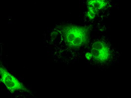 LAT2 Antibody
