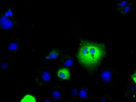 LAT2 Antibody