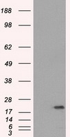 SSX2 Antibody