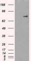 Cytochrome P450 Reductase Antibody
