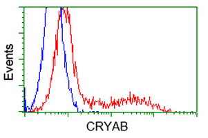 Alpha B Crystallin Antibody