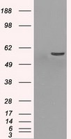 PP5 Antibody