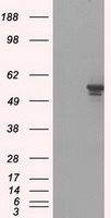 PP5 Antibody
