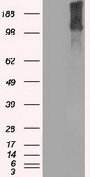 KDM4C Antibody