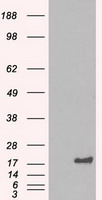 Alpha B Crystallin Antibody