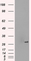 Protein kinase Y linked Antibody