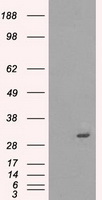 Protein kinase Y linked Antibody