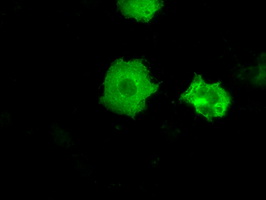 Protein kinase Y linked Antibody