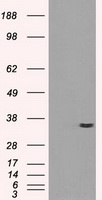 Protein kinase Y linked Antibody