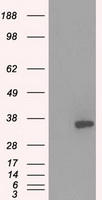Protein kinase Y linked Antibody