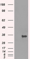 Protein kinase Y linked Antibody