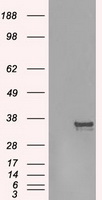 AURKC Antibody