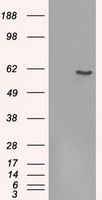 FRK Antibody