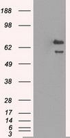 Grp75 Antibody