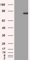 STAT1 Antibody