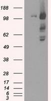 BubR1 Antibody