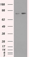 TrkC Antibody