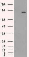 TrkC Antibody