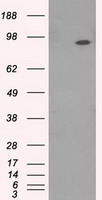 TrkC Antibody
