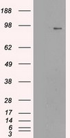 TrkC Antibody