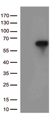 IRF3 Antibody