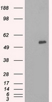 SLC7A8 Antibody