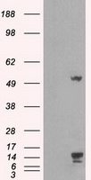 TMEM100 Antibody