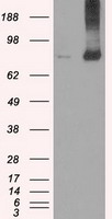 FERMT2 Antibody