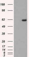 STK39 Antibody