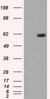 STK39 Antibody