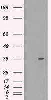 MRI1 Antibody