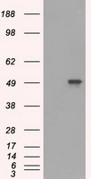 CD4 Antibody
