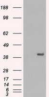 ERK2 Antibody